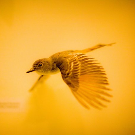 flying bird