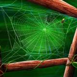 Spider web Spider web